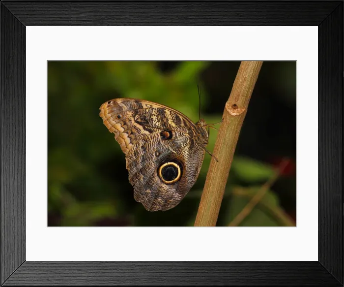 Framed Print : Butterflies in the genus Caligo are commonly called owl butterflies, after their huge eyespots which resemble owls eyes Framed Print : Butterflies in the genus Caligo are commonly called owl butterflies, after their huge eyespots which resemble owls eyes