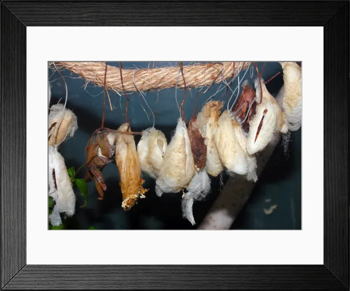 Framed Print : Butterflies wrapped into cocoons, which is also known as a chrysalises Framed Print : Butterflies wrapped into cocoons, which is also known as a chrysalises