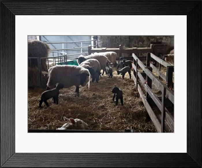 Framed Print : Sheep and lambs on a Dartmoor farm, Devon, England, United Kingdom, Europe Framed Print : Sheep and lambs on a Dartmoor farm, Devon, England, United Kingdom, Europe