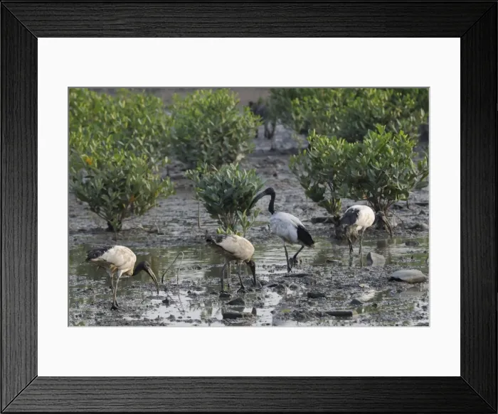 Framed Print : Wild Sacred ibis (Threskiornis aethiopicus) on mangrove swamp mudflats, Guandu, Taiwan Framed Print : Wild Sacred ibis (Threskiornis aethiopicus) on mangrove swamp mudflats, Guandu, Taiwan
