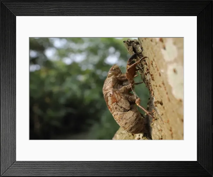 Framed Print : Taiwanese cicada (Cryptotympana takasagona) nymphal exuvium on tree trunk, Guandu, Taiwan Framed Print : Taiwanese cicada (Cryptotympana takasagona) nymphal exuvium on tree trunk, Guandu, Taiwan