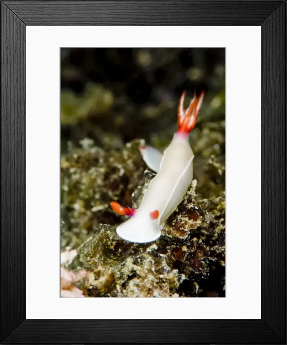 Framed Print : Hypselodoris bullockii nudibranch, grows to 70mm, Indo-west Pacific waters, varies greatly in colours, Philippines, Southeast Asia, Asia Framed Print : Hypselodoris bullockii nudibranch, grows to 70mm, Indo-west Pacific waters, varies greatly in colours, Philippines, Southeast Asia, Asia
