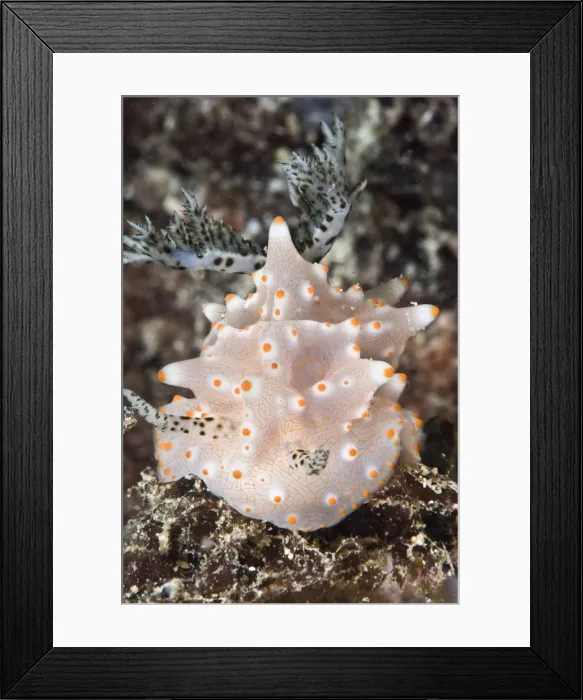 Framed Print : Halgerda batangas nudibranch, Philippines, Southeast Asia, Asia