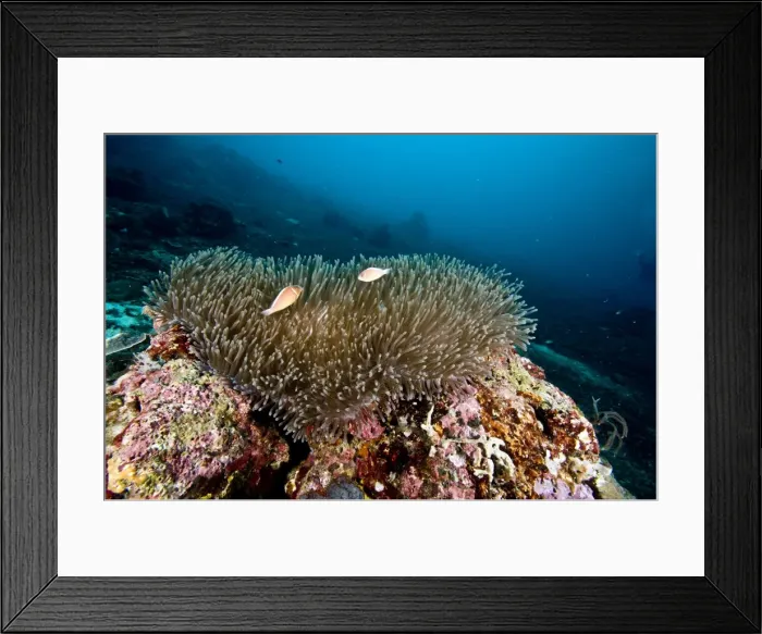 Framed Print : Anemone reef scene at Nalusuan Marine Sanctuary, Cebu, Philippines, Southeast Asia, Asia Framed Print : Anemone reef scene at Nalusuan Marine Sanctuary, Cebu, Philippines, Southeast Asia, Asia