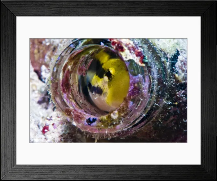 Framed Print : Shorthead fangblenny (Petroscirtes breviceps), inside a coral encrusted bottle, Philippines, Southeast Asia, Asia Framed Print : Shorthead fangblenny (Petroscirtes breviceps), inside a coral encrusted bottle, Philippines, Southeast Asia, Asia