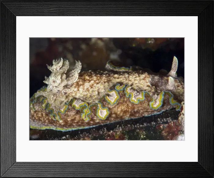 Framed Print : Nudibranch (Chromodoris albopunctata), grows to 65mm, Indo-Pacific waters, Philippines, Southeast Asia, Asia Framed Print : Nudibranch (Chromodoris albopunctata), grows to 65mm, Indo-Pacific waters, Philippines, Southeast Asia, Asia