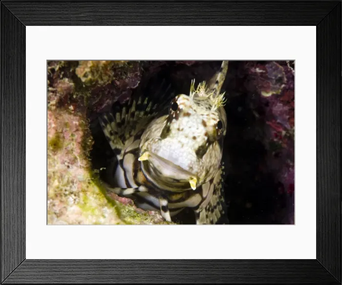 Framed Print : Ceram blenny (Salarias ceramensis), grows to 14cm, Indonesia and the Philippines, Southeast Asia, Asia Framed Print : Ceram blenny (Salarias ceramensis), grows to 14cm, Indonesia and the Philippines, Southeast Asia, Asia