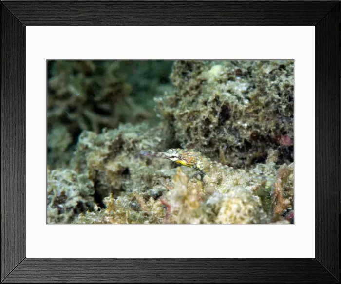 Framed Print : Reeftop pipefish (Corythoichthys haematopterus), grows to 18cm, Indo-west Pacific waters, Philippines, Southeast Asia, Asia Framed Print : Reeftop pipefish (Corythoichthys haematopterus), grows to 18cm, Indo-west Pacific waters, Philippines, Southeast Asia, Asia