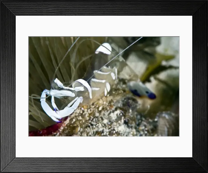 Framed Print : Commensal shrimp (Periclimenes brevicarpalis), Philippines, Southeast Asia, Asia Framed Print : Commensal shrimp (Periclimenes brevicarpalis), Philippines, Southeast Asia, Asia