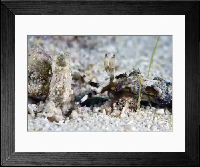 Framed Print : Pteraeolidia ianthina nudibranch, grows to 150mm, subtropical Indo-west Pacific waters, Philippines, Southeast Asia, Asia Framed Print : Pteraeolidia ianthina nudibranch, grows to 150mm, subtropical Indo-west Pacific waters, Philippines, Southeast Asia, Asia