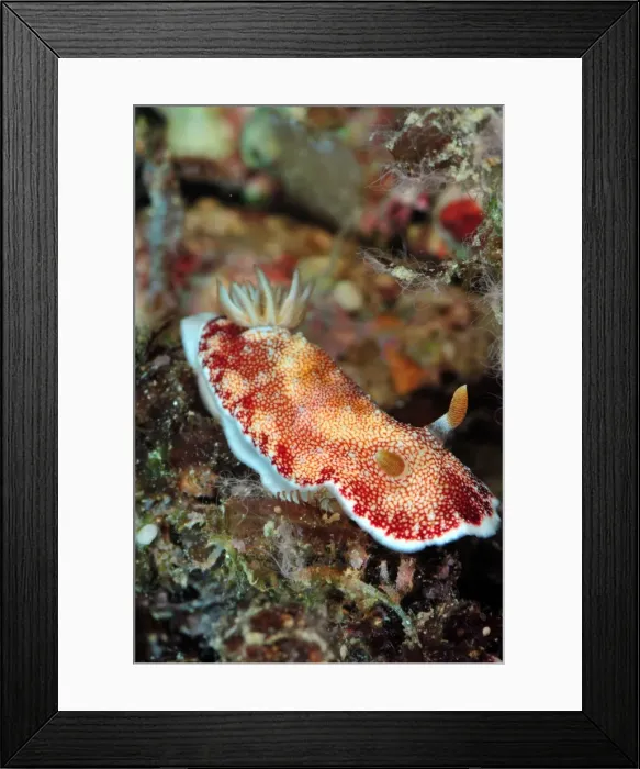Framed Print : Undescribed chromodoris sp 7 nudibranch, Philippines, Southeast Asia, Asia Framed Print : Undescribed chromodoris sp 7 nudibranch, Philippines, Southeast Asia, Asia