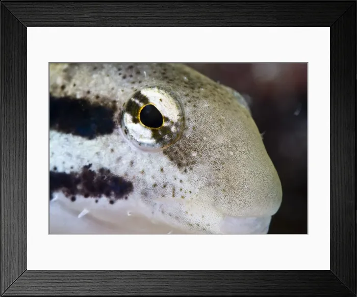 Framed Print : Female shorthead fangblenny (Petroscirtes breviceps), Philippines, Southeast Asia, Asia Framed Print : Female shorthead fangblenny (Petroscirtes breviceps), Philippines, Southeast Asia, Asia