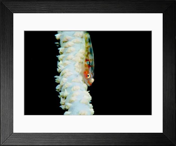 Framed Print : Ghostgoby (Pleurosicya mossambica), on a whip coral, Philippines, Southeast Asia, Asia