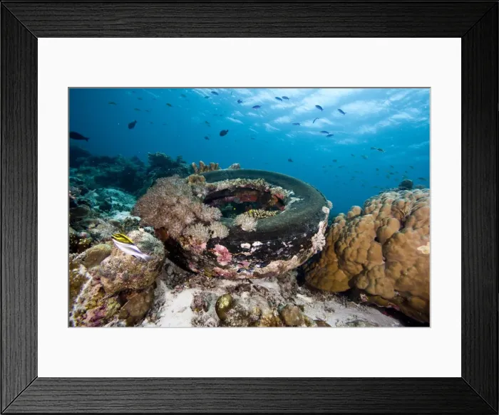Framed Print : Coral encrusted tyre at Nalusuan Marine Sanctuary, Cebu, Philippines, Southeast Asia, Asia Framed Print : Coral encrusted tyre at Nalusuan Marine Sanctuary, Cebu, Philippines, Southeast Asia, Asia