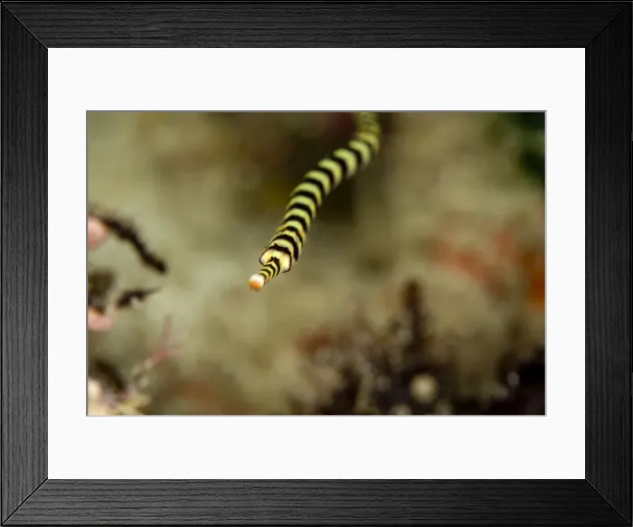 Framed Print : Ringed pipefish (Dunckerocampus dactyliophorus), grows to 18cm, Indo-Pacific waters, Philippines, Southeast Asia, Asia Framed Print : Ringed pipefish (Dunckerocampus dactyliophorus), grows to 18cm, Indo-Pacific waters, Philippines, Southeast Asia, Asia