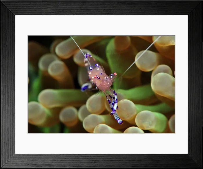 Framed Print : Anemone shrimp (Periclimenes holtuisi), Philippines, Southeast Asia, Asia