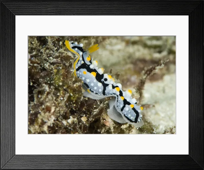 Framed Print : Phyllidia exquisita nudibranch, Indo-west Pacific waters, grows to 50mm, Philippines, Southeast Asia, Asia