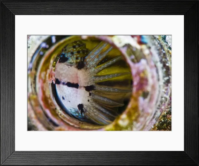 Framed Print : Fin of a shorthead fangblenny (Petroscirtes breviceps), inside a coral encrusted bottle, Philippines, Southeast Asia, Asia Framed Print : Fin of a shorthead fangblenny (Petroscirtes breviceps), inside a coral encrusted bottle, Philippines, Southeast Asia, Asia