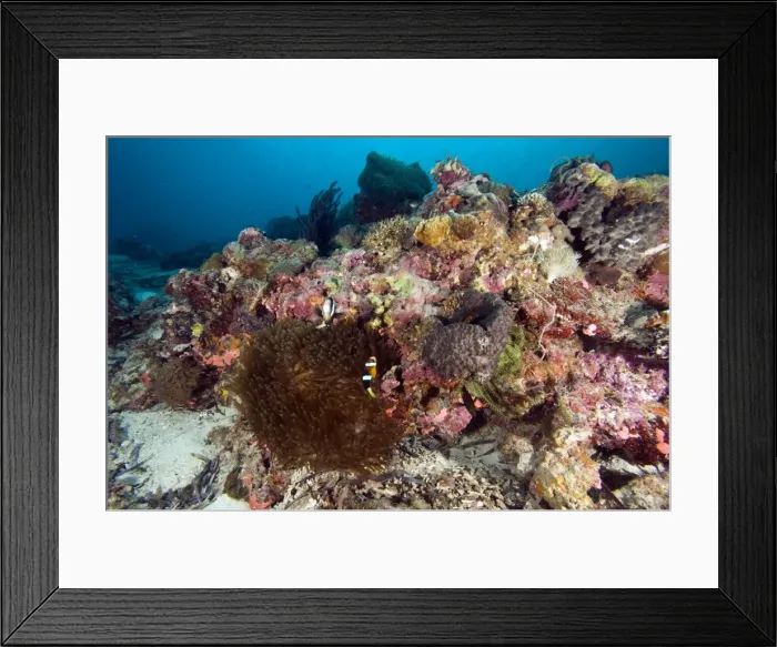 Framed Print : Reef scene at Nalusuan Marine Sanctuary, Cebu, Philippines, Southeast Asia, Asia Framed Print : Reef scene at Nalusuan Marine Sanctuary, Cebu, Philippines, Southeast Asia, Asia