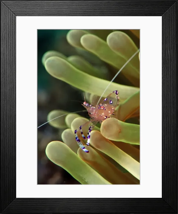 Framed Print : Anemone shrimp (periclimenes holtuisi), Philippines, Southeast Asia, Asia Framed Print : Anemone shrimp (periclimenes holtuisi), Philippines, Southeast Asia, Asia