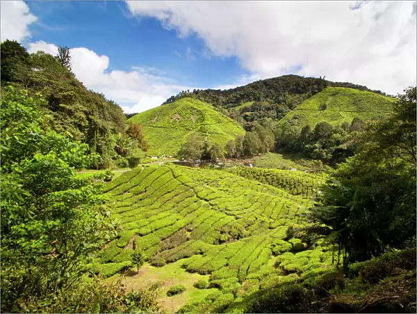 BOH tea plantation, Cameron Highlands, Malaysia, Southeast Asia, Asia