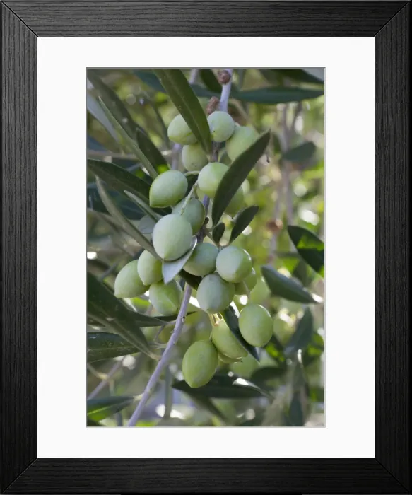 Framed Print : Olives, Samos, Aegean Islands, Greece Framed Print : Olives, Samos, Aegean Islands, Greece
