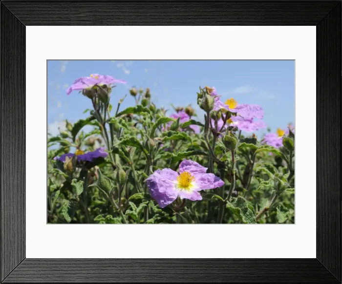 Framed Print : Pink rock rose (hairy rock rose) (Cistus incanus), Lesbos (Lesvos), Greek Islands, Greece, Europe Framed Print : Pink rock rose (hairy rock rose) (Cistus incanus), Lesbos (Lesvos), Greek Islands, Greece, Europe