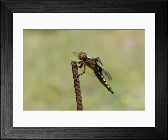 Framed Print : Broad-bodied chaser dragonfly (Libellula depressa) female, hunting from rusted metal fence post, Lesbos, Greece Framed Print : Broad-bodied chaser dragonfly (Libellula depressa) female, hunting from rusted metal fence post, Lesbos, Greece