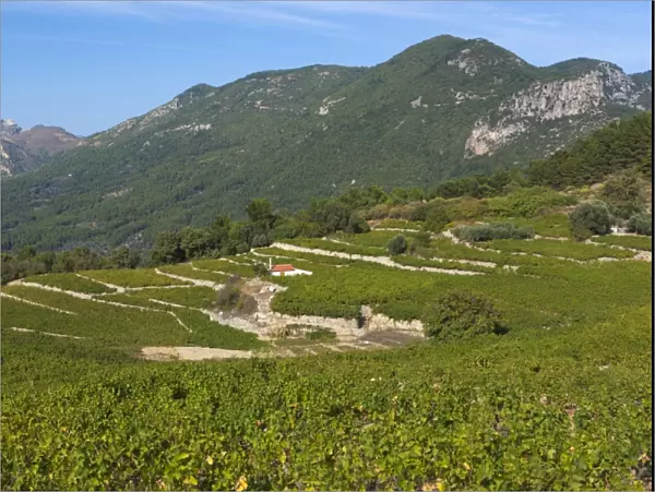 Vineyards in centre of island, Platanos, Samos, Aegean Islands, Greece