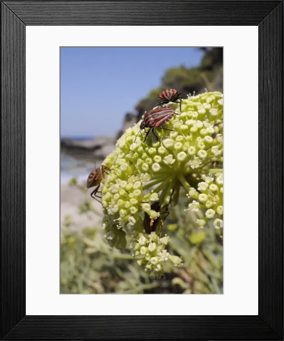 Framed Print : Italian striped stink bugs (Graphosoma lineatum italicum) on rock samphire (Crithmum maritimum), Samos, Greece Framed Print : Italian striped stink bugs (Graphosoma lineatum italicum) on rock samphire (Crithmum maritimum), Samos, Greece