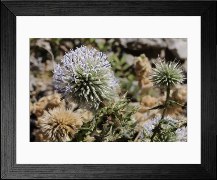 Framed Print : Great globe thistle (Echinops sphaerocephalus), Samos, Greek Islands, Greece, Europe Framed Print : Great globe thistle (Echinops sphaerocephalus), Samos, Greek Islands, Greece, Europe