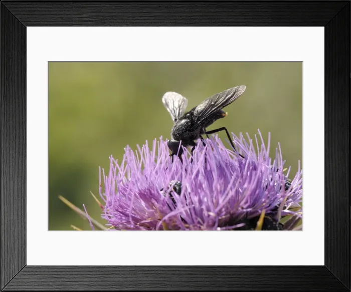 Framed Print : Nectar feeding Horse fly (Pangonius funebris) on Milk thistle (Carduus marianus), Lesbos, Greece Framed Print : Nectar feeding Horse fly (Pangonius funebris) on Milk thistle (Carduus marianus), Lesbos, Greece