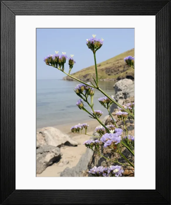 Framed Print : Winged Sea lavender (wavyleaved sea lavender) (Limonium sinuatum) flowering on rocky shore, Lesbos (Lesvos), Greek Islands, Greece, Europe Framed Print : Winged Sea lavender (wavyleaved sea lavender) (Limonium sinuatum) flowering on rocky shore, Lesbos (Lesvos), Greek Islands, Greece, Europe