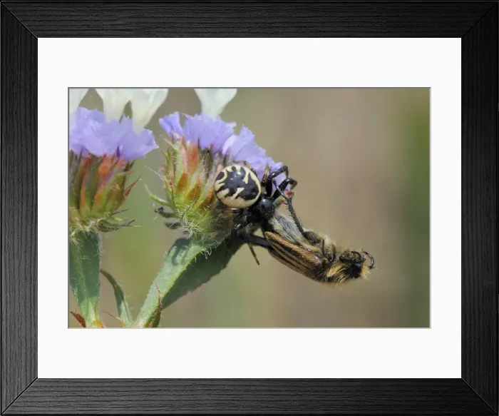 Framed Print : Crab spider (Synema globosum) with bumblebee, bumble bee, bee scarab beetle (Eulasia vittata) prey, Lesbos, Greece Framed Print : Crab spider (Synema globosum) with bumblebee, bumble bee, bee scarab beetle (Eulasia vittata) prey, Lesbos, Greece