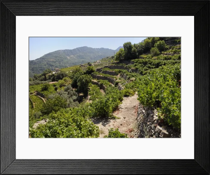 Framed Print : Vine (Vitis sp. ) and Olive (Olea europaea) terraces, Manolates, Isle of Samos, Greece Framed Print : Vine (Vitis sp. ) and Olive (Olea europaea) terraces, Manolates, Isle of Samos, Greece