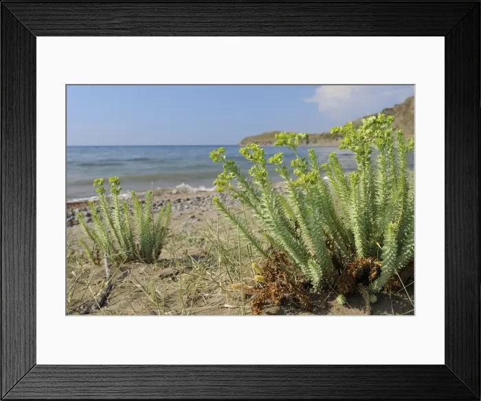 Framed Print : Sea spurge (Euphorbia paralias) clumps flowering in coastal sand dunes behind beach, Lesbos (Lesvos), Greek Islands, Greece, Europe Framed Print : Sea spurge (Euphorbia paralias) clumps flowering in coastal sand dunes behind beach, Lesbos (Lesvos), Greek Islands, Greece, Europe