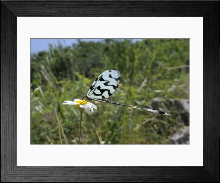 Framed Print : Thread winged lacewing or Spoonwing lacewing (Nemoptera sinuata) feeding on Ox eye daisy (Leucanthemum vulgare), Lesbos, Greece Framed Print : Thread winged lacewing or Spoonwing lacewing (Nemoptera sinuata) feeding on Ox eye daisy (Leucanthemum vulgare), Lesbos, Greece