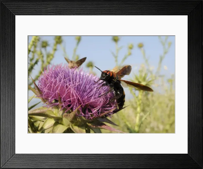 Framed Print : Mammoth wasp (Megascolia maculata maculata) feeding on Milk thistle (marianum), Lesbos, Greece Framed Print : Mammoth wasp (Megascolia maculata maculata) feeding on Milk thistle (marianum), Lesbos, Greece