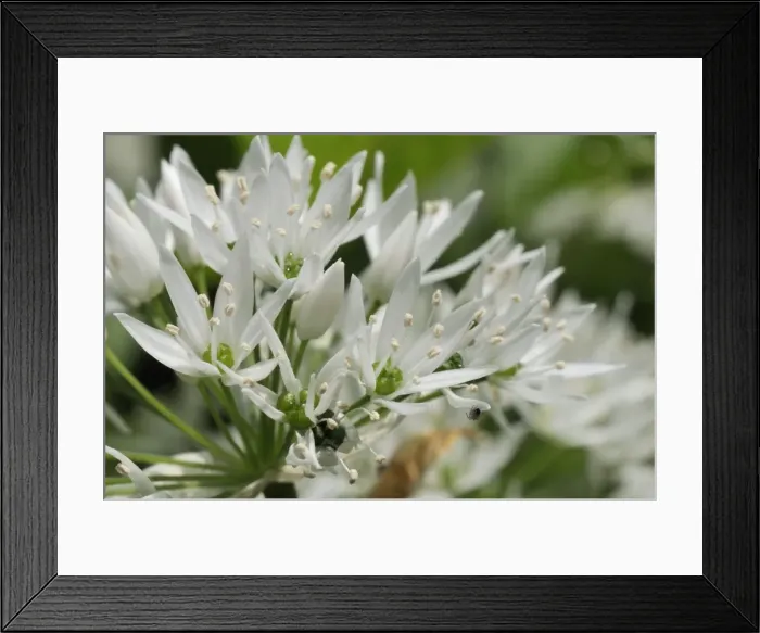 Framed Print : Close-up of wild garlic (ramsons) (Allium ursinum) carpeting woodland floor, Wiltshire, England, United Kingdom, Europe Framed Print : Close-up of wild garlic (ramsons) (Allium ursinum) carpeting woodland floor, Wiltshire, England, United Kingdom, Europe