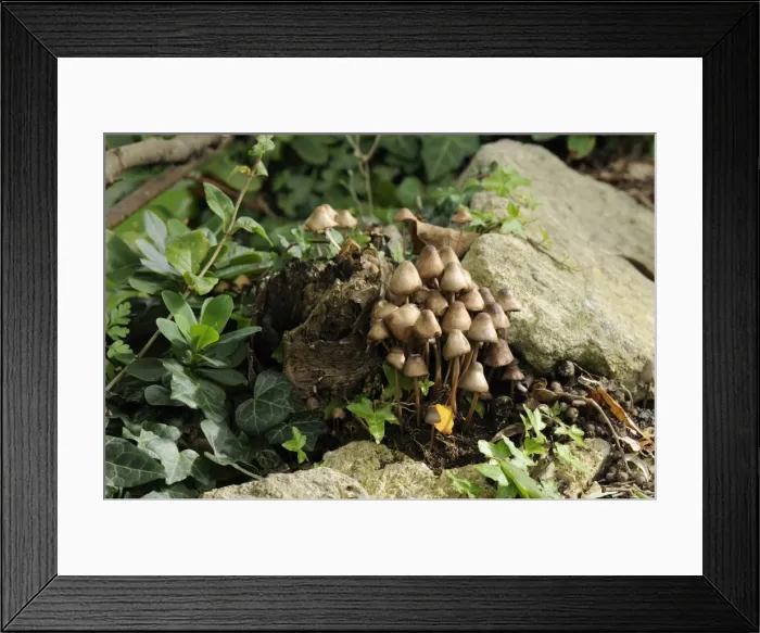 Framed Print : Grannys bonnets (gregarious elf caps ) (clustered bonnet) fungi (Mycena inclinata) growing from rotten treestump, Wiltshire, England, United Kingdom, Europe Framed Print : Grannys bonnets (gregarious elf caps ) (clustered bonnet) fungi (Mycena inclinata) growing from rotten treestump, Wiltshire, England, United Kingdom, Europe