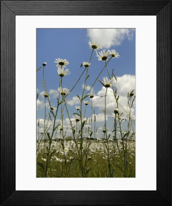 Framed Print : Low angle view of ox-eye daisies (marguerites) (Leucanthemum vulgare), carpeting hay meadow, Wiltshire, England, United Kingdom, Europe Framed Print : Low angle view of ox-eye daisies (marguerites) (Leucanthemum vulgare), carpeting hay meadow, Wiltshire, England, United Kingdom, Europe