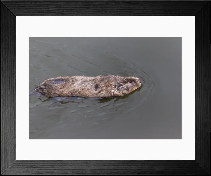 Framed Print : Water vole (Arvicola terrestris), swimming, Gloucester and Sharpness Canal, Shepherds Patch, Gloucestershire, England, United Kingdom, Europe Framed Print : Water vole (Arvicola terrestris), swimming, Gloucester and Sharpness Canal, Shepherds Patch, Gloucestershire, England, United Kingdom, Europe