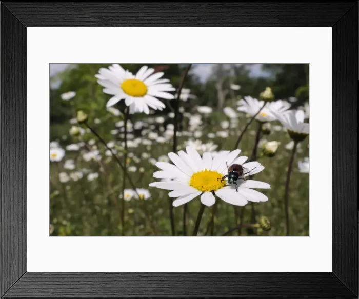 Framed Print : Garden chafer (Phyllopertha horticola) on Ox eye or Marguerite daisy (Leucanthemum vulgare) in meadow, Wiltshire, England Framed Print : Garden chafer (Phyllopertha horticola) on Ox eye or Marguerite daisy (Leucanthemum vulgare) in meadow, Wiltshire, England