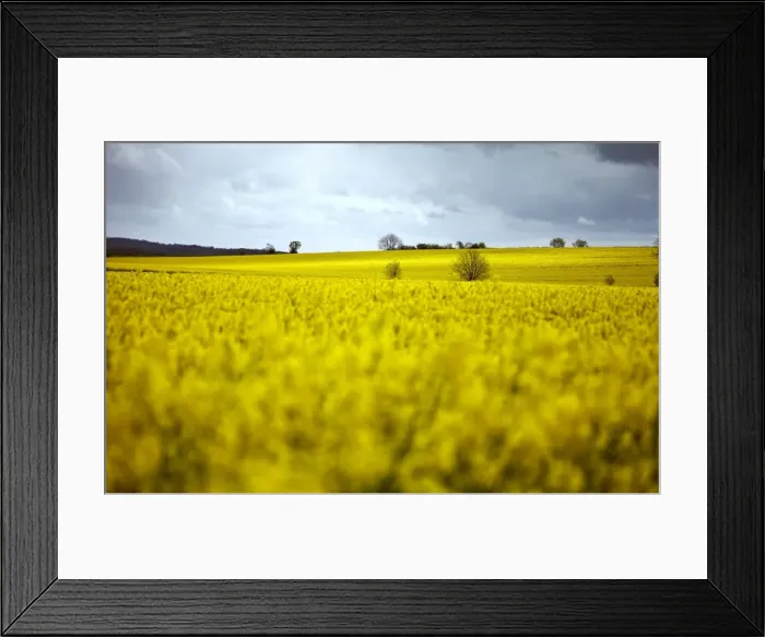 Framed Print : Rape fields, Cambridgeshire, England, United Kingdom, Europe Framed Print : Rape fields, Cambridgeshire, England, United Kingdom, Europe