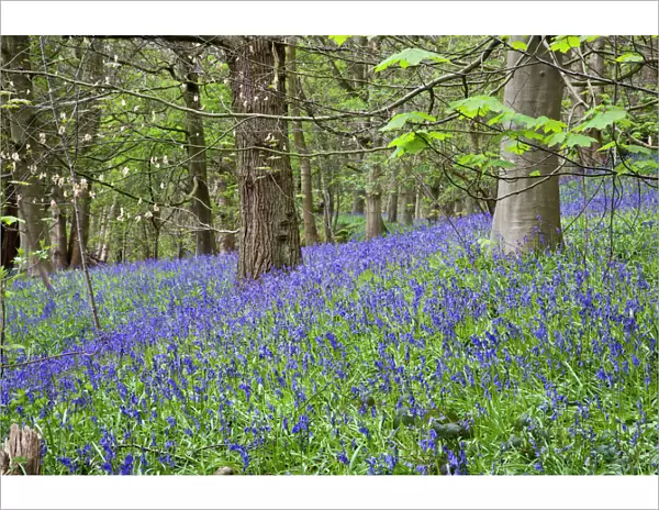 Bluebells in Middleton Woods near Ilkley, West Yorkshire, Yorkshire, England, United Kingdom, Europe