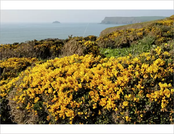 Gorse bushes (Ulex europaeus) flowering on cliff top with Pentire Head in the background, Polzeath, Cornwall, England