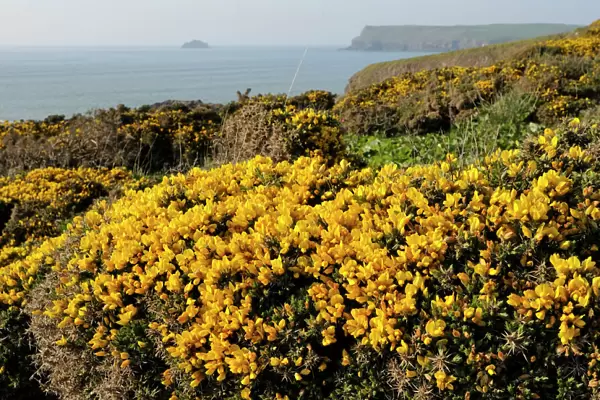 Gorse bushes (Ulex europaeus) flowering on cliff top with Pentire Head in the background, Polzeath, Cornwall, England