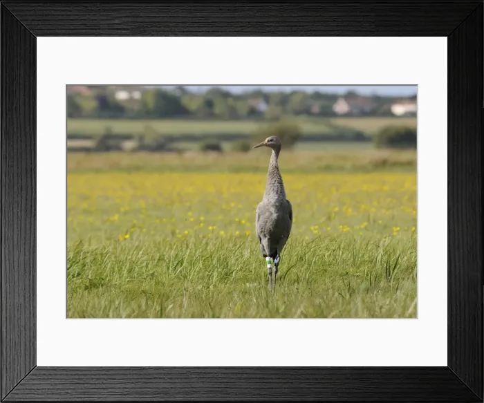 Framed Print : Juvenile Common crane (Eurasian cranes) (Grus grus) released by the Great Crane Project on the Somerset Levels, Somerset, England, United Kingdom, Europe Framed Print : Juvenile Common crane (Eurasian cranes) (Grus grus) released by the Great Crane Project on the Somerset Levels, Somerset, England, United Kingdom, Europe