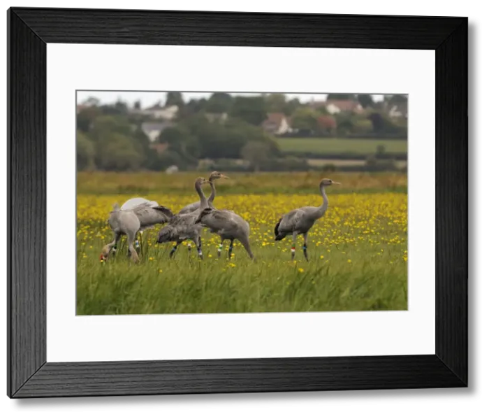 Framed Print : Juvenile Common cranes (Eurasian cranes) (Grus grus) released by the Great Crane Project on the Somerset Levels, Somerset, England, United Kingdom, Europe Framed Print : Juvenile Common cranes (Eurasian cranes) (Grus grus) released by the Great Crane Project on the Somerset Levels, Somerset, England, United Kingdom, Europe