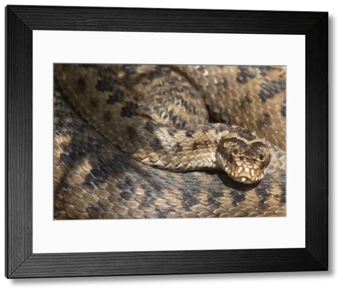 Framed Print : Adder (Vipera berus) in closeup, before shedding skin, Northumberland National Park, England, United Kingdom, Europe